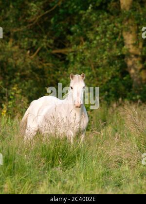 A pretty Welsh pony stands in a summer paddock of long grass. Stock Photo