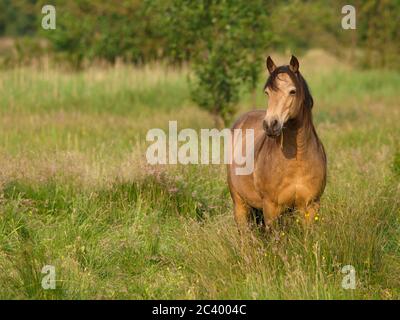 A pretty native pony stands in a summer paddock of long grass. Stock Photo