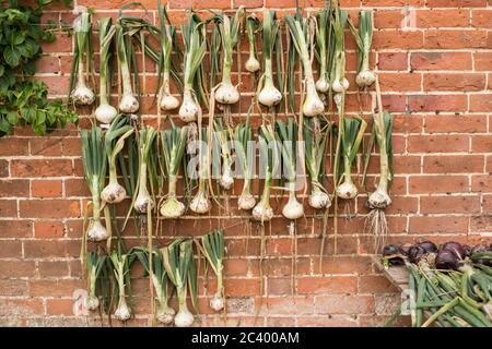 Onions hanging on a red brick wall in Mottisfont rose garden Stock Photo
