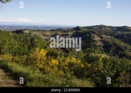 Langhe scenic view with broom shrub from Sessame, Piedmont, Italy Stock Photo