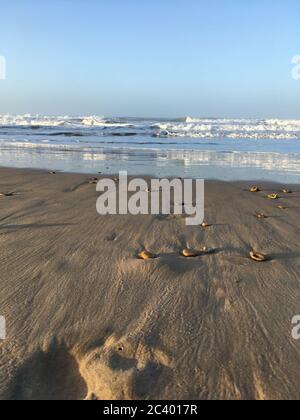 Impressionen vom Strand in Estepona Meer palmen und Muscheln Stock Photo