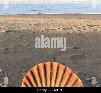Impressionen vom Strand in Estepona Meer palmen und Muscheln Stock Photo