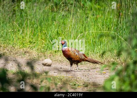 Colorful male Pheasant in red, blue, and brown colors. Picture from a forest in Scania, southern Sweden