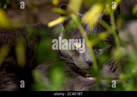 Black cat portrait in the garden. Focus on eyes. Domestic pet. Feline animal. Stock Photo