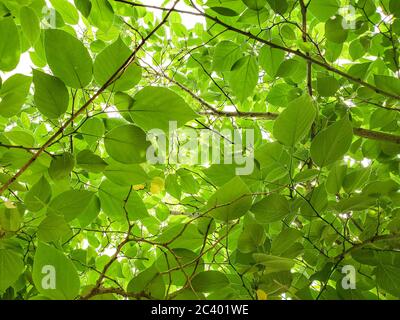 Green leaves foliage on bright sunbeams background,texture pattern Stock Photo