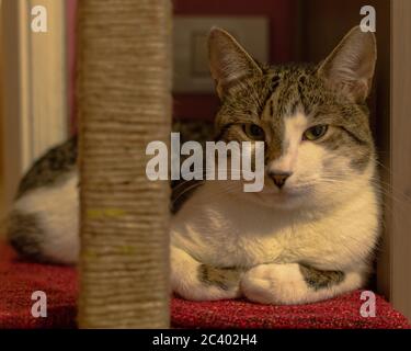 My cat is in love with this scratching post Stock Photo