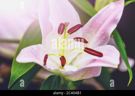 Pink lilly flower flowering and blossoming on a floral background. Macro shot. Stock Photo