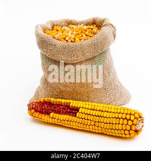 Front view shot of a bag full of corn kernels with a corn ear in front of it. Isolated on white. Stock Photo