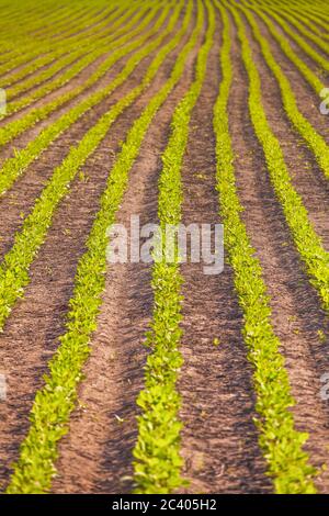 Rows of soy plants in a cultivated farmers field Stock Photo - Alamy