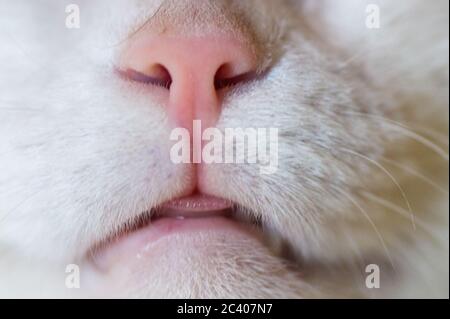 nose and mouth of a white adult cat Stock Photo