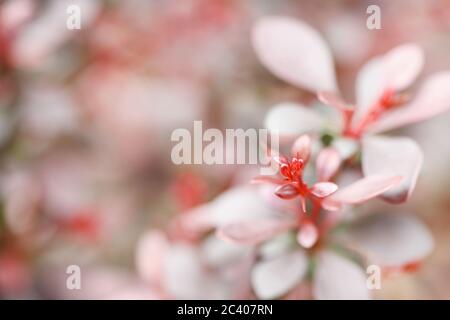 Berberis, commonly known as decorative barberry, is a large genus of deciduous and evergreen shrubs. High resolution photo. Selective focus. Stock Photo