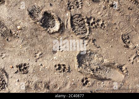 Dog and human tracks in the mud, top view Stock Photo