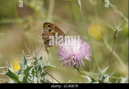 Lasiommata megera, the wall butterfly, or wall brown butterfly, Mijas, Malaga, Spain. Stock Photo