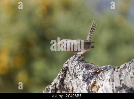 Dartford Warbler (Sylvia undata) bringing food to nest, Andalucia, Spain.