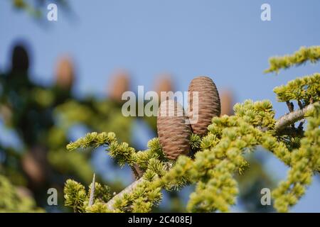 Cedar cones of Libanese cedar on the branch of Cedar tree. Stock Photo