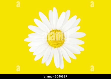 Large chamomile over yellow background. Top view isolatad on yellow background. Stock Photo