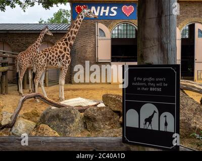 A sign in giraffe enclosure to pay tribute to NHS worker at London Zoo as UK Zoos reopen to the public. Stock Photo