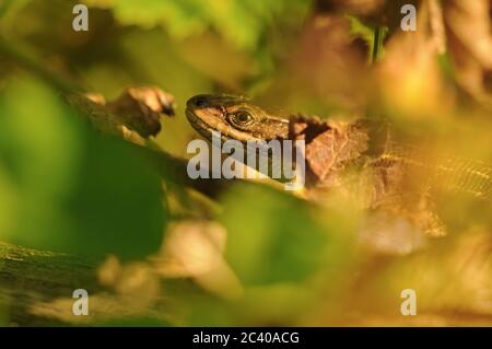Viviparous lizard or common lizard, Zootoca vivipara, hiding in foliage, Norfolk, August