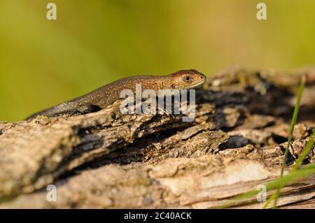 Viviparous lizard or common lizard, Zootoca vivipara, juvenile basking on log, Norfolk, August