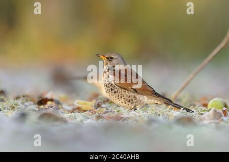 Fieldfare, Turdus pilaris, orchard, Norfolk, Winter Stock Photo