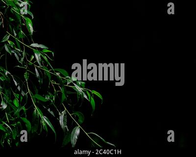 Long dark green leaves of weeping willow on the branches on a black background. Natural background. Copy space. Stock Photo