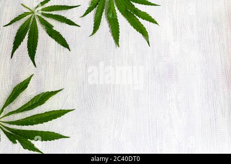 Green hemp leaves on a wooden background. View from above. Copy space Stock Photo