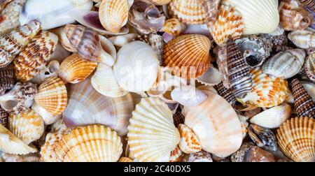Sea shells background Stock Photo