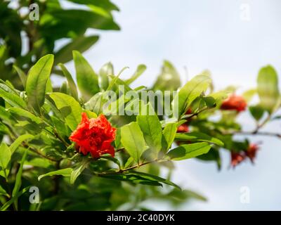 Pomegranate tree branch with blooming red flowers under bright sunlight. Punica Granatum cultivation. Organic gardening and agriculture Stock Photo