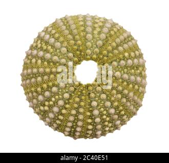 Sea urchin shell isolated on white background Stock Photo