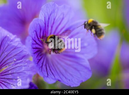 Bumble bee on wild flowers in the English countryside in summer time Stock Photo