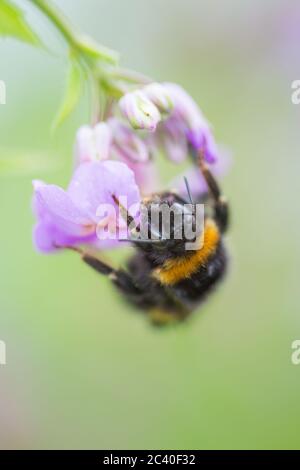 Bumble bee on wild flowers in the English countryside in summer time Stock Photo