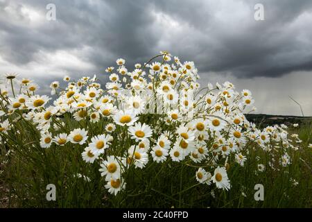 Oxeye Daisies growing in rough grassland under a heavy grey sky, East Garston, West Berkshire, England, United Kingdom, Europe Stock Photo