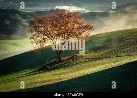 an oak tree standing in the crete senesi landscape, early misty morning in monte sante marie close to asciano Stock Photo