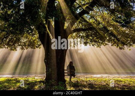 a woman sitting under the monumental holm oak in torre a castello - siena - in a winter foggy sunday morning Stock Photo