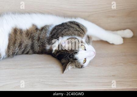 Domestic young cat lying on the shelf Stock Photo