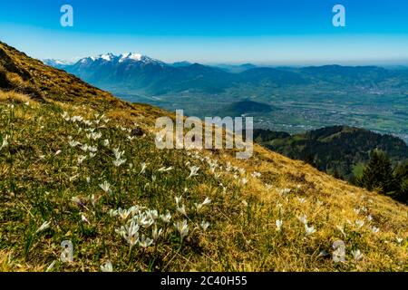 Aussicht auf das Rheintal auf dem Weg von der Hohen Kugel herunter, Vorarlberg, Austria, Blumen Wiesen, Bäume und Berge im Hintergrund, landscape