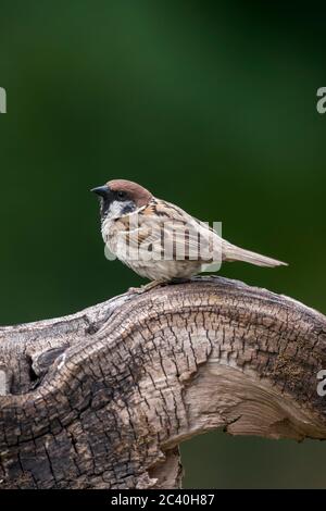 Tree Sparrow; Passer montanus; UK Stock Photo