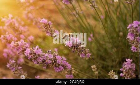 Honey bee pollinates the lavender flowers. Bumblebee pollinates the lavender flowers. Nectar collecting in the province rural areas with endless field Stock Photo