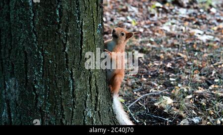 A red squirrel jumps on and around a tree in the garden. High quality photo Stock Photo