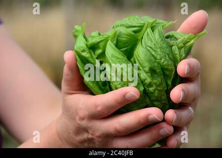 Hands holding freshly cut basil leaves Stock Photo