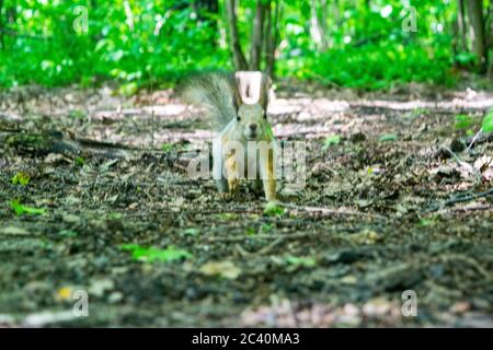 A young red squirrel looks for fallen nuts in the forest Stock Photo