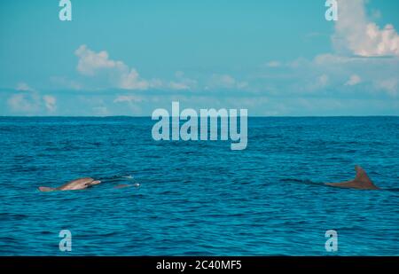 Swimming with dolphins in Le Morne Mauritius. Stock Photo