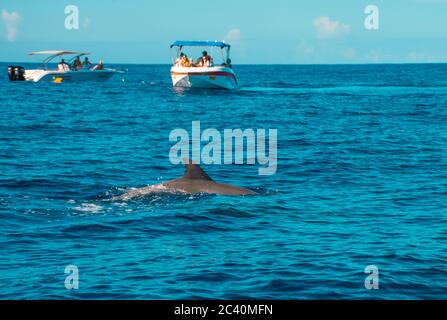 Swimming with dolphins in Le Morne Mauritius. Stock Photo