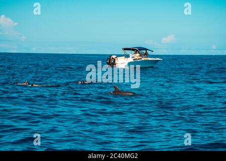 Swimming with dolphins in Le Morne Mauritius. Stock Photo