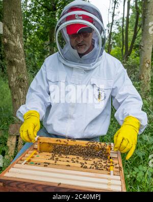 A beekeeper at work on his hives. Stock Photo