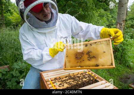A beekeeper at work on his hives. Stock Photo