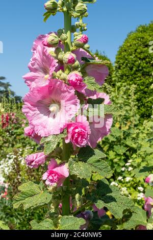 Pink hollyhock flowers (Alcea), colourful hollyhocks flowering during June, UK Stock Photo