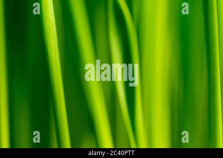 Green grass closeup image. Very soft texture like velvet. Stock Photo