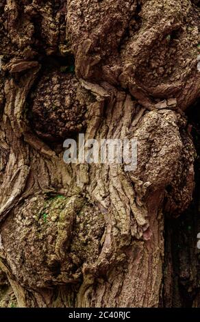 wooden texture of an ancient tree Stock Photo