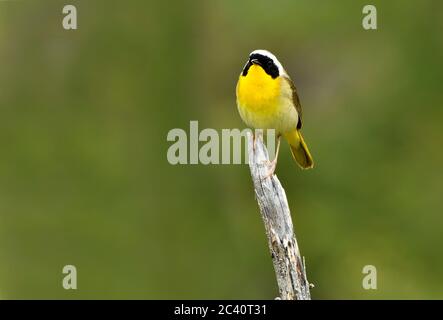 A common yellowthroat warbler  'Geothlypis trichas', perched on a dead tree branch in a marshy area in rural Alberta Canada. Stock Photo